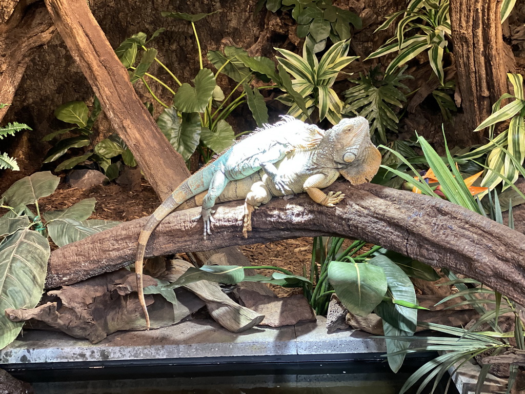 Green Iguanas at the lower floor of the Reptielenhuis De Aarde zoo