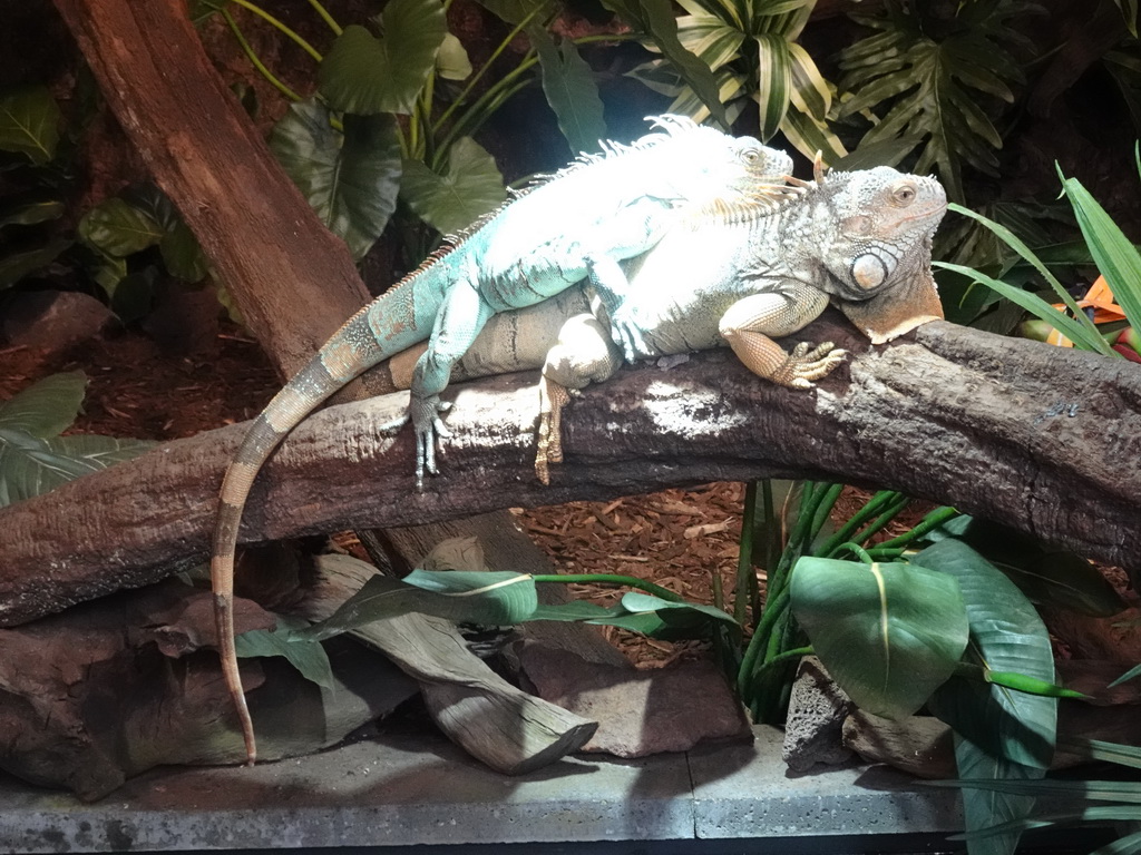 Green Iguanas at the lower floor of the Reptielenhuis De Aarde zoo