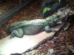 Dwarf Crocodile at the lower floor of the Reptielenhuis De Aarde zoo