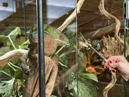 Zookeeper feeding a Locust to a Panther Chameleon at the upper floor of the Reptielenhuis De Aarde zoo
