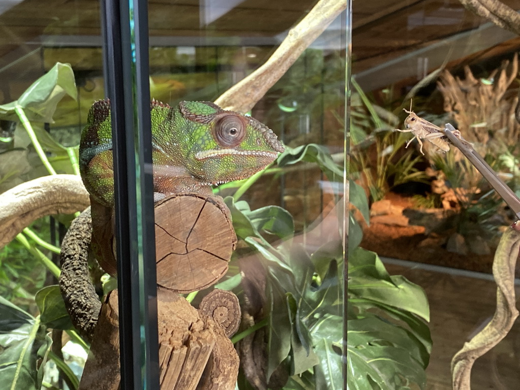 Zookeeper feeding a Locust to a Panther Chameleon at the upper floor of the Reptielenhuis De Aarde zoo