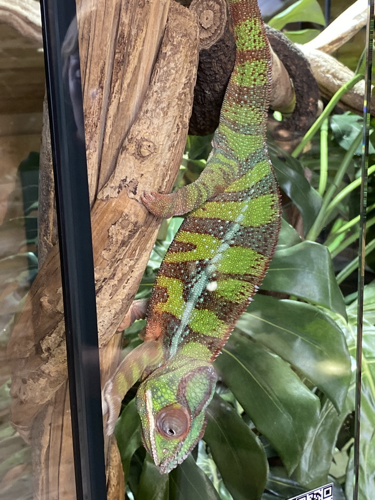 Panther Chameleon at the upper floor of the Reptielenhuis De Aarde zoo