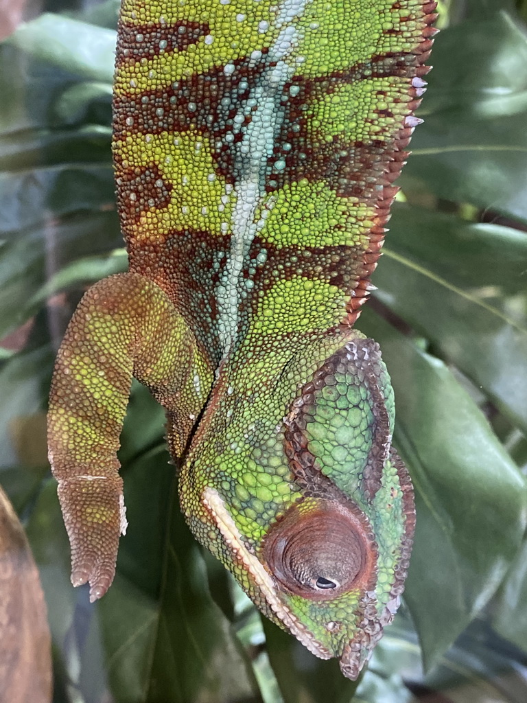 Panther Chameleon at the upper floor of the Reptielenhuis De Aarde zoo