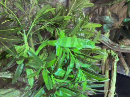 Fiji Banded Iguana at the upper floor of the Reptielenhuis De Aarde zoo