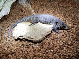 Argentine Black and White Tegu at the upper floor of the Reptielenhuis De Aarde zoo