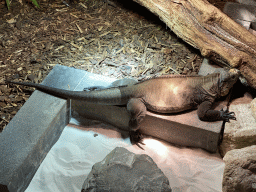 Rhinoceros Iguana at the upper floor of the Reptielenhuis De Aarde zoo