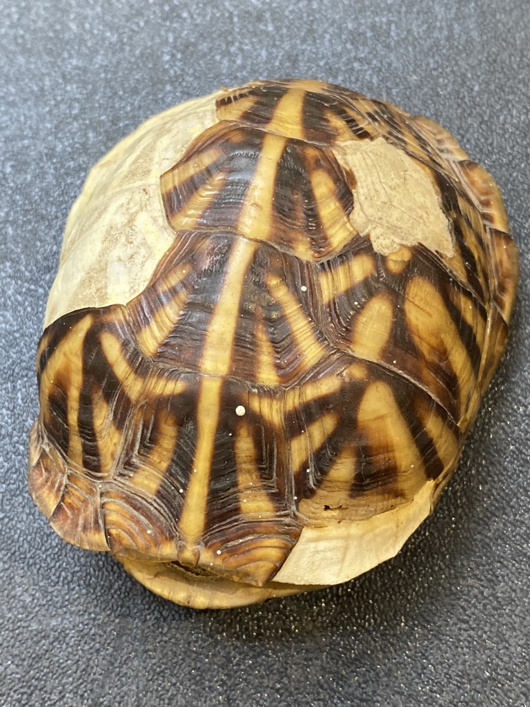 Turtle shell at the lower floor of the Reptielenhuis De Aarde zoo