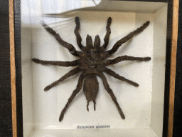 Stuffed Tarantula at the lower floor of the Reptielenhuis De Aarde zoo, with explanation