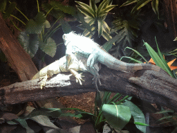 Green Iguanas at the lower floor of the Reptielenhuis De Aarde zoo