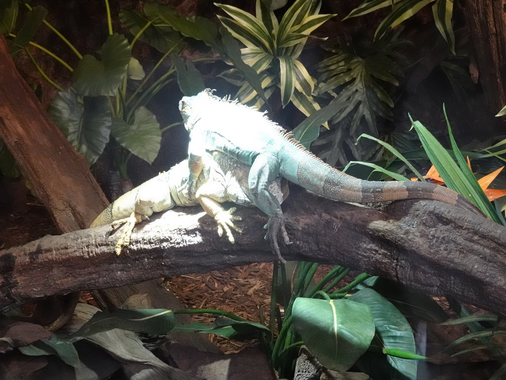 Green Iguanas at the lower floor of the Reptielenhuis De Aarde zoo