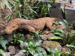 Lizard statue at the lower floor of the Reptielenhuis De Aarde zoo
