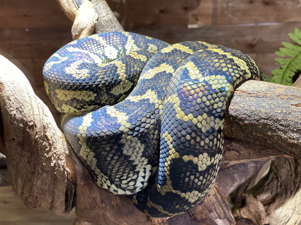 Carpet Python at the upper floor of the Reptielenhuis De Aarde zoo