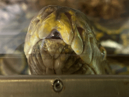 Head of a Reticulated Python at the upper floor of the Reptielenhuis De Aarde zoo