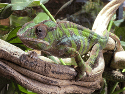 Panther Chameleon at the upper floor of the Reptielenhuis De Aarde zoo