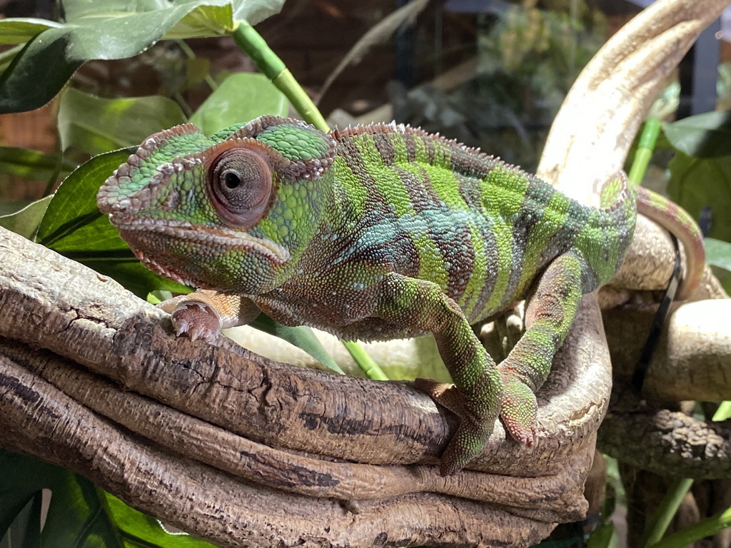 Panther Chameleon at the upper floor of the Reptielenhuis De Aarde zoo