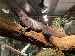 Amboina Sail-finned Lizard at the upper floor of the Reptielenhuis De Aarde zoo