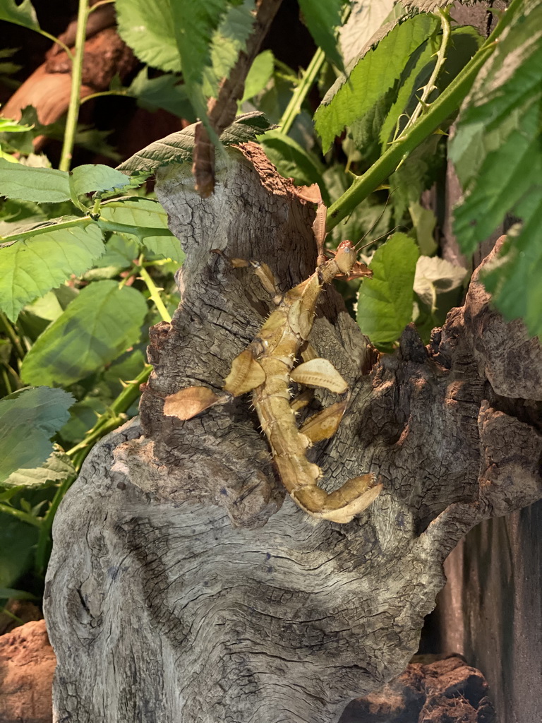 Australian Walking Stick at the lower floor of the Reptielenhuis De Aarde zoo