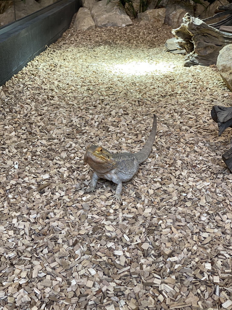 Bearded Dragon at the lower floor of the Reptielenhuis De Aarde zoo