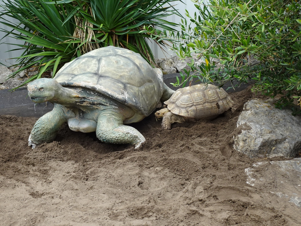 African Spurred Tortoise and a Tortoise statue at the garden of the Reptielenhuis De Aarde zoo
