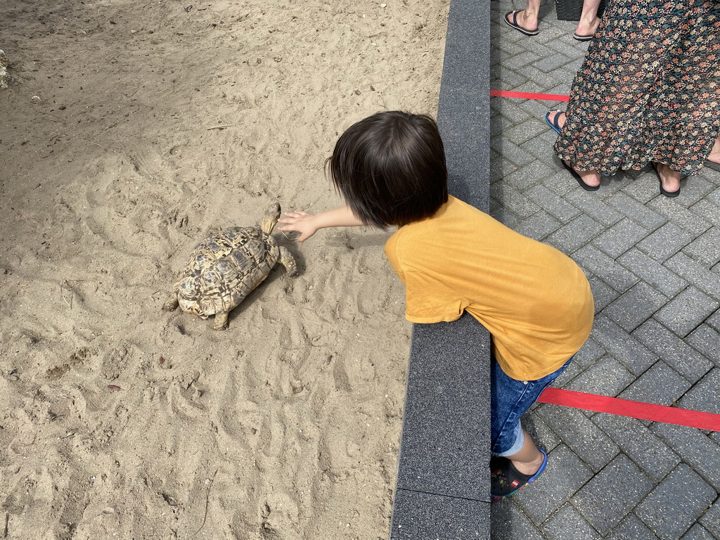 Max with an African Spurred Tortoise at the garden of the Reptielenhuis De Aarde zoo