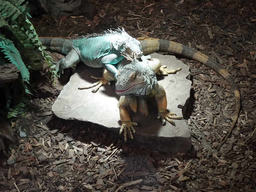 Green Iguanas at the lower floor of the Reptielenhuis De Aarde zoo