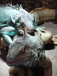 Green Iguanas at the lower floor of the Reptielenhuis De Aarde zoo