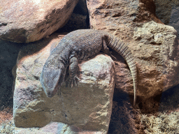 Savannah Monitor at the lower floor of the Reptielenhuis De Aarde zoo