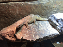 Savannah Monitor at the lower floor of the Reptielenhuis De Aarde zoo