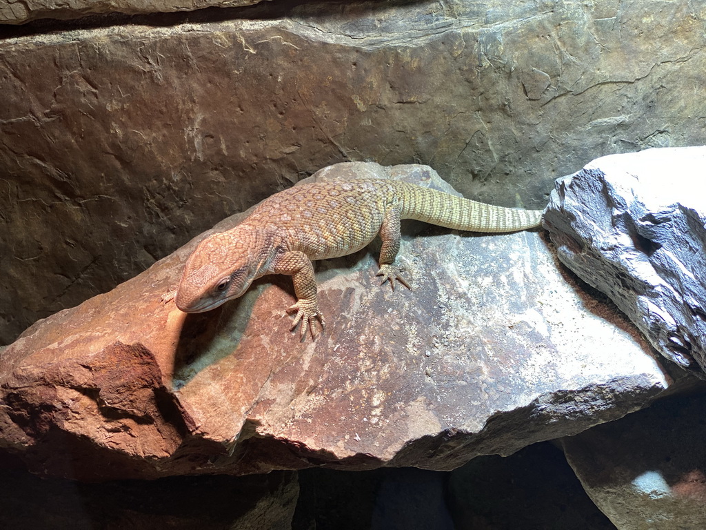 Savannah Monitor at the lower floor of the Reptielenhuis De Aarde zoo