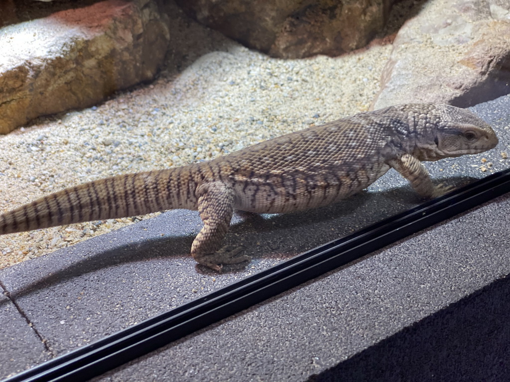 Savannah Monitor at the lower floor of the Reptielenhuis De Aarde zoo