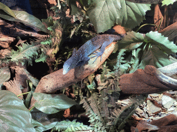 Blue-spotted Tree Monitor at the upper floor of the Reptielenhuis De Aarde zoo