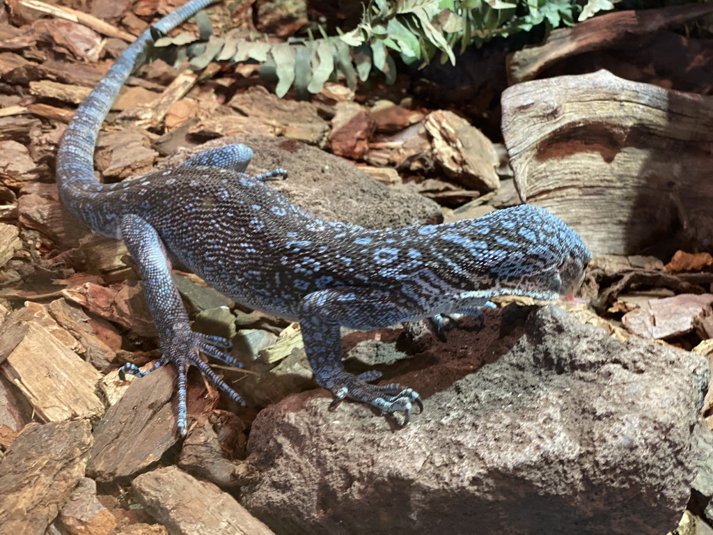 Blue-spotted Tree Monitor at the upper floor of the Reptielenhuis De Aarde zoo