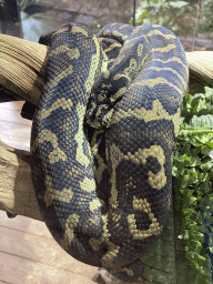 Carpet Python at the upper floor of the Reptielenhuis De Aarde zoo