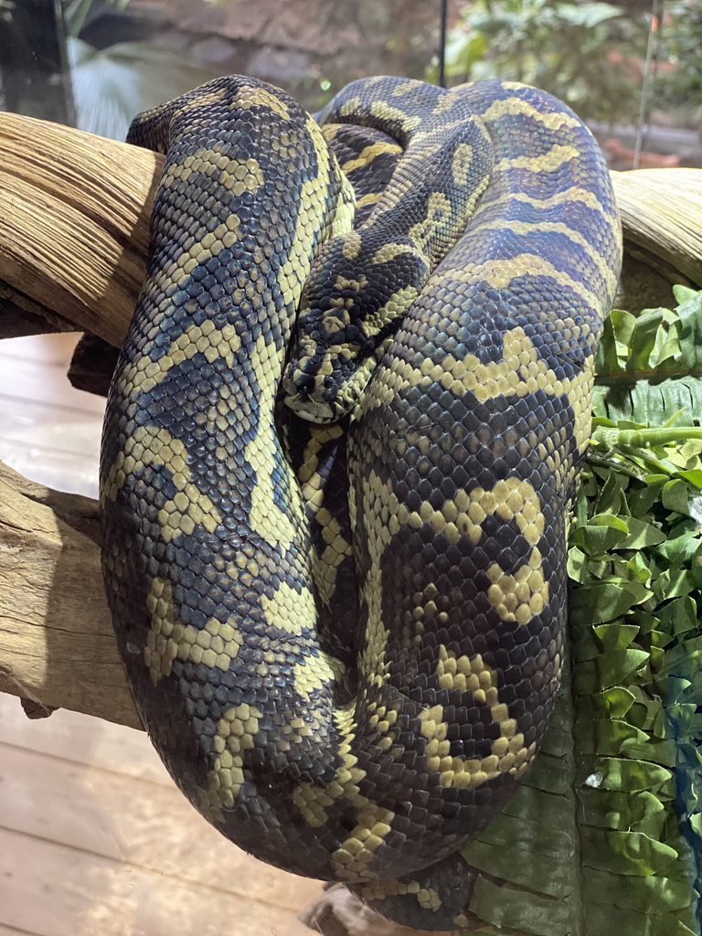 Carpet Python at the upper floor of the Reptielenhuis De Aarde zoo