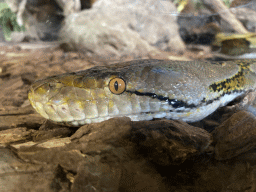 Head of a Reticulated Python at the upper floor of the Reptielenhuis De Aarde zoo