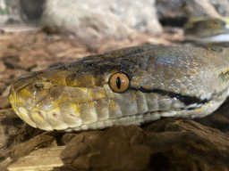 Head of a Reticulated Python at the upper floor of the Reptielenhuis De Aarde zoo