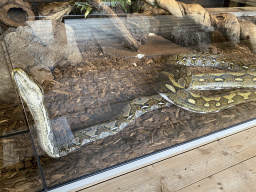 Reticulated Pythons at the upper floor of the Reptielenhuis De Aarde zoo