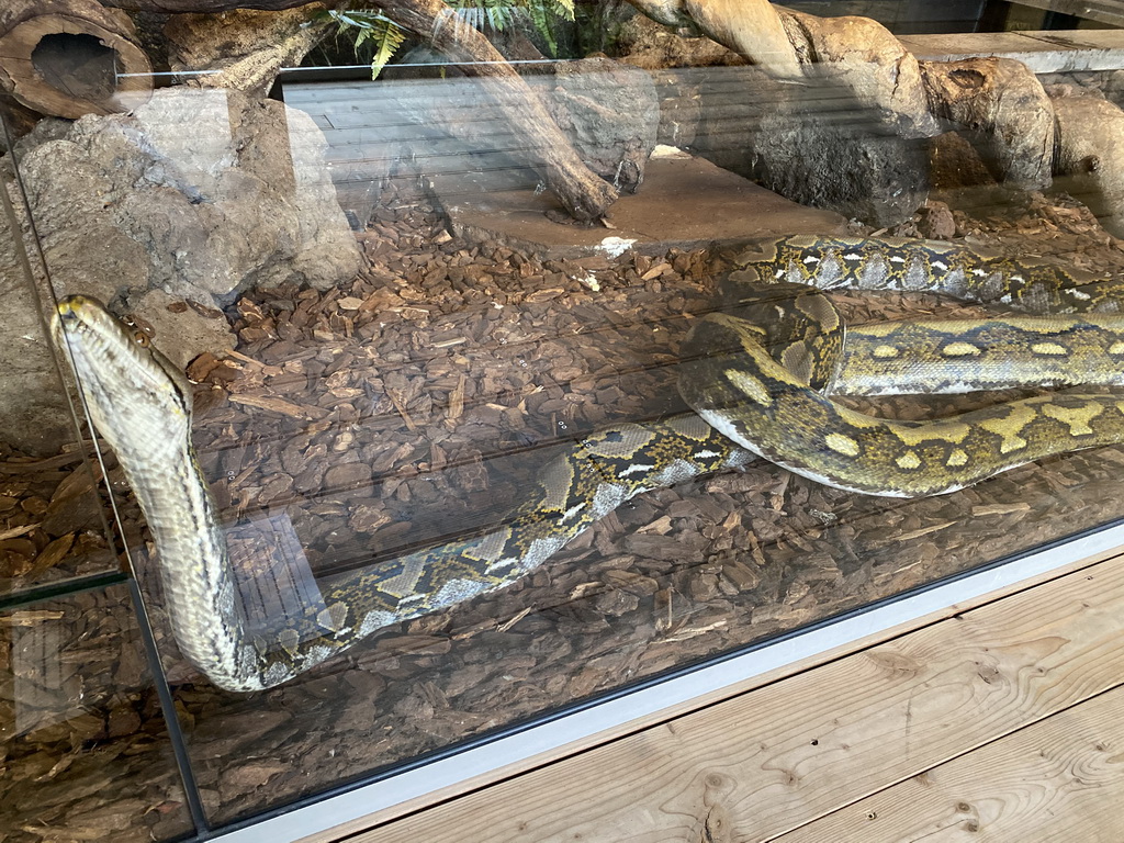 Reticulated Pythons at the upper floor of the Reptielenhuis De Aarde zoo