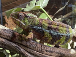 Panther Chameleon at the upper floor of the Reptielenhuis De Aarde zoo