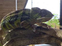 Panther Chameleon at the upper floor of the Reptielenhuis De Aarde zoo