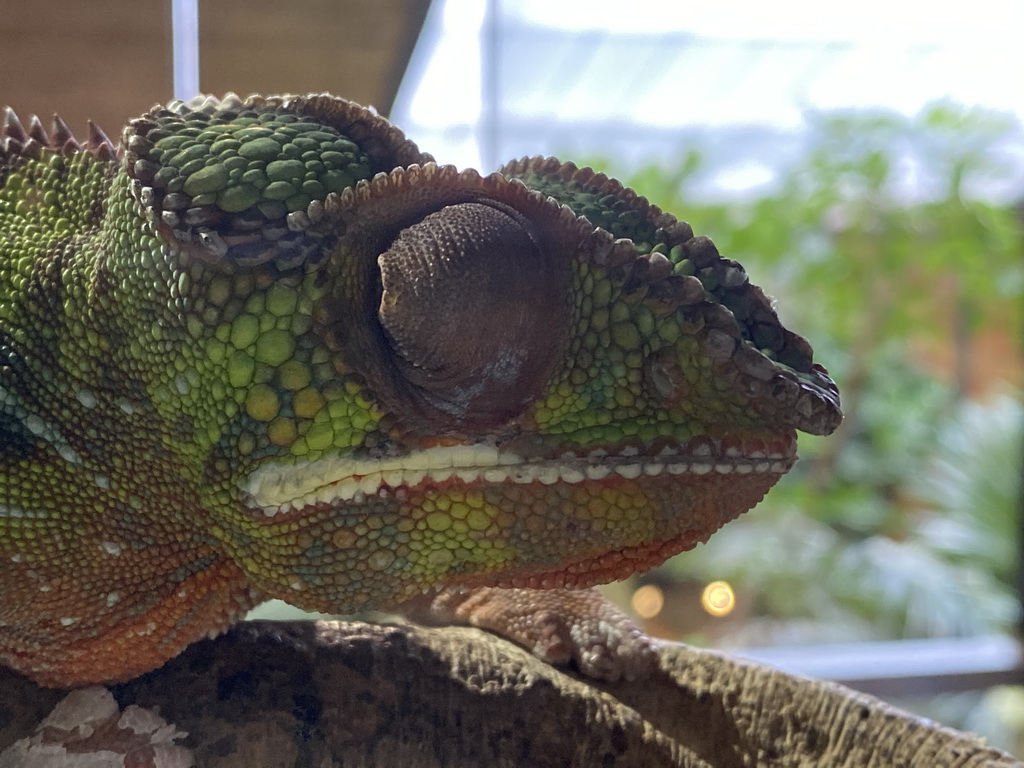 Head of a Panther Chameleon at the upper floor of the Reptielenhuis De Aarde zoo