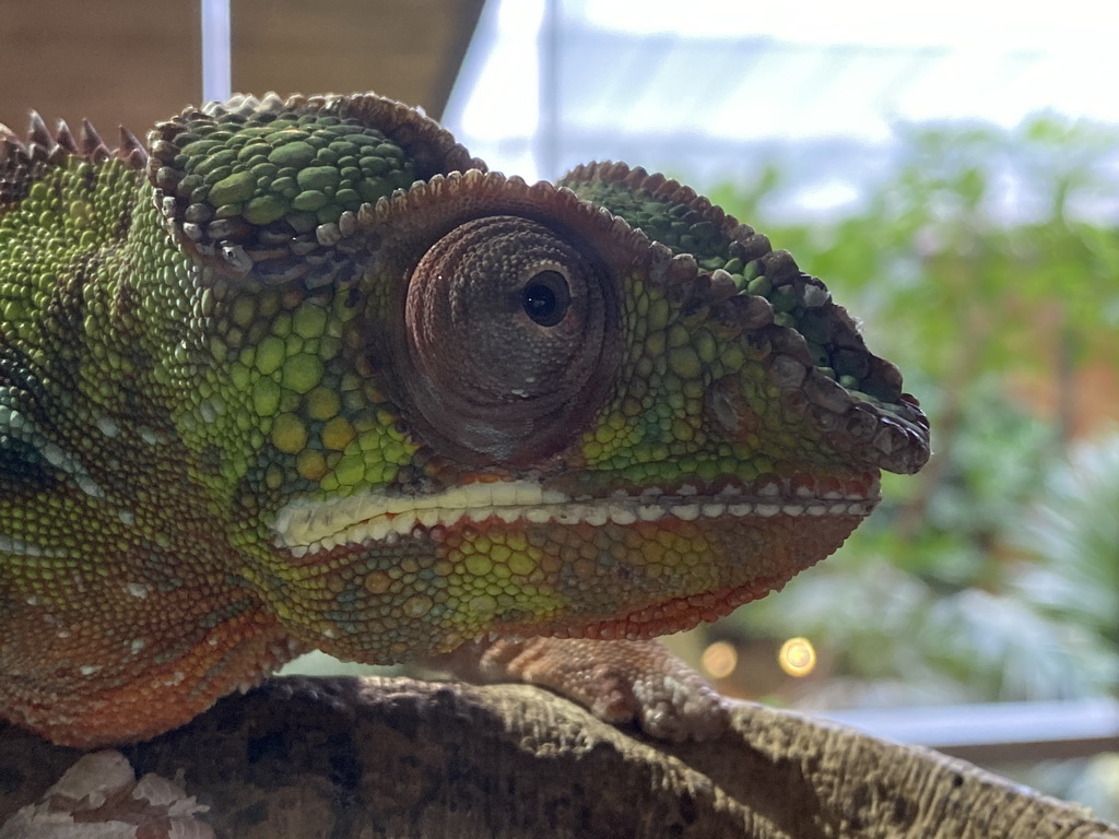 Head of a Panther Chameleon at the upper floor of the Reptielenhuis De Aarde zoo