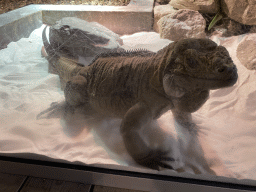 Rhinoceros Iguana at the upper floor of the Reptielenhuis De Aarde zoo