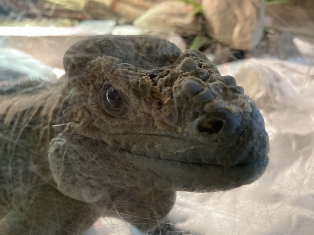 Head of a Rhinoceros Iguana at the upper floor of the Reptielenhuis De Aarde zoo