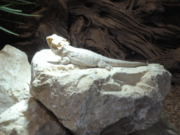 Bearded Dragon at the lower floor of the Reptielenhuis De Aarde zoo