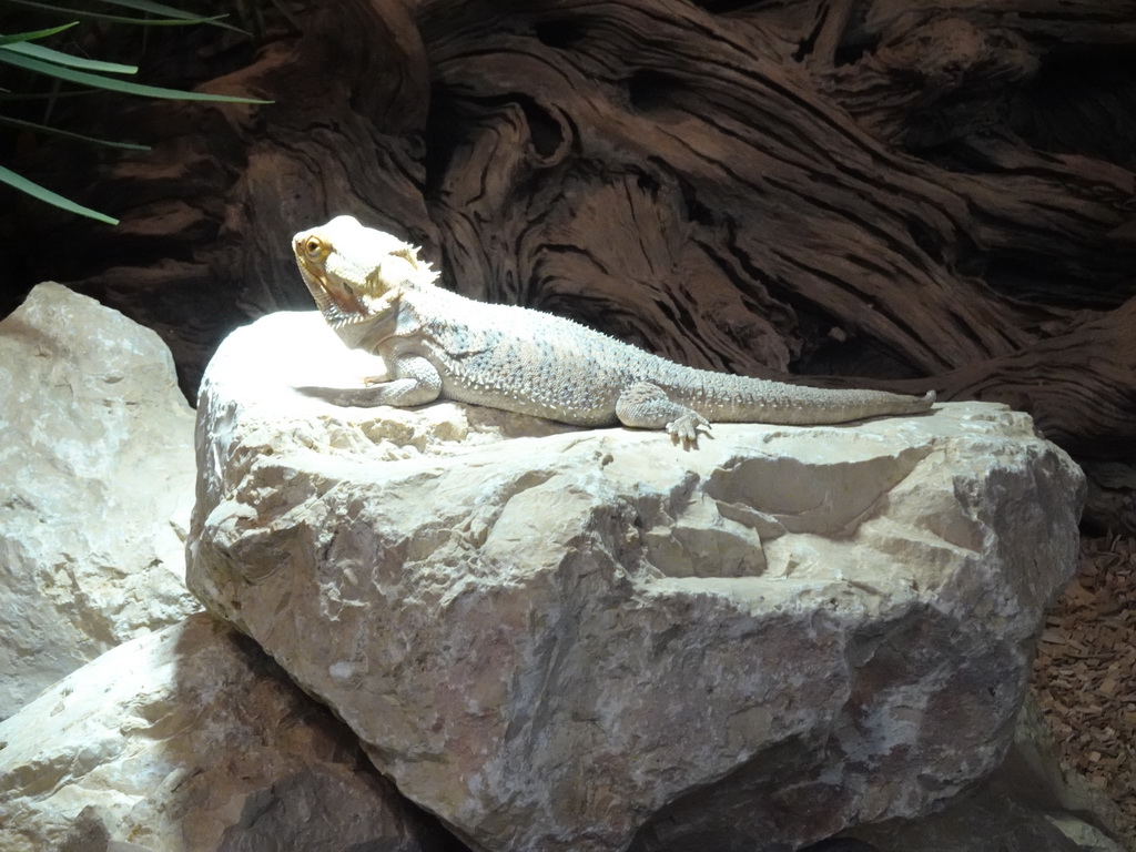 Bearded Dragon at the lower floor of the Reptielenhuis De Aarde zoo