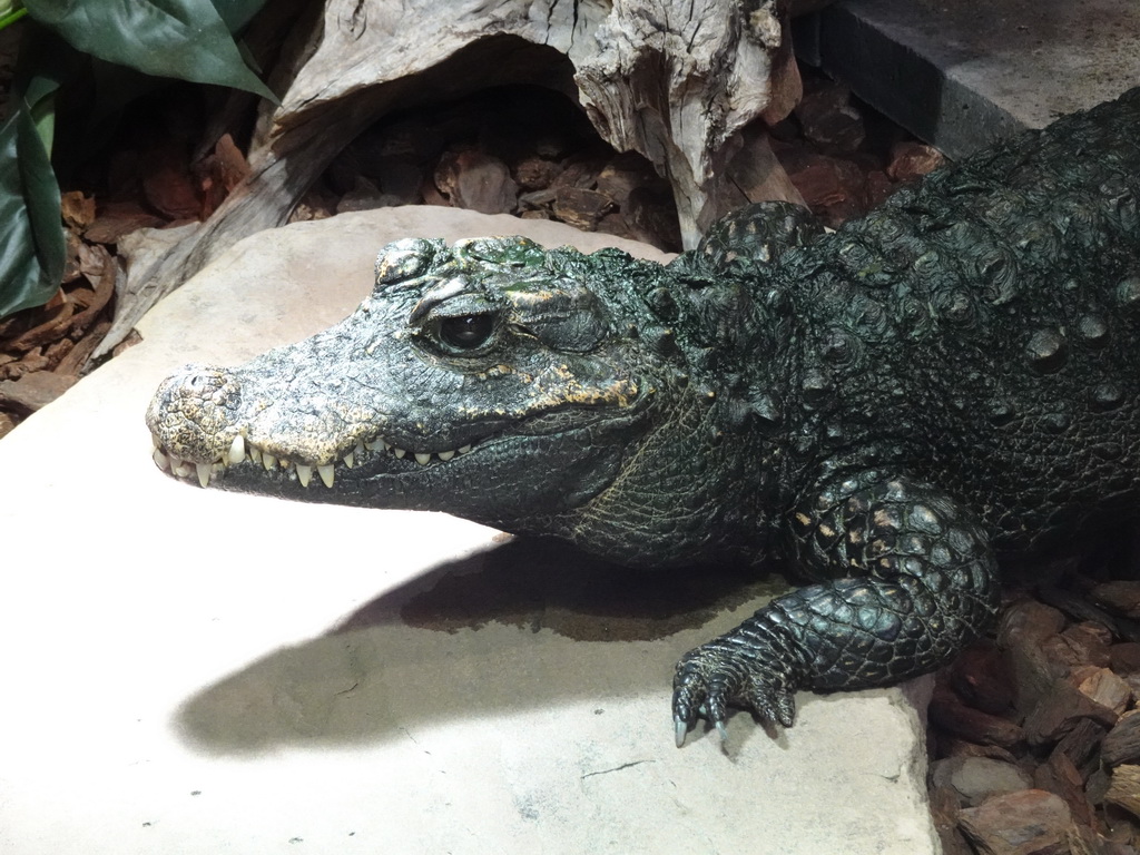 Cuvier`s Dwarf Caiman at the lower floor of the Reptielenhuis De Aarde zoo