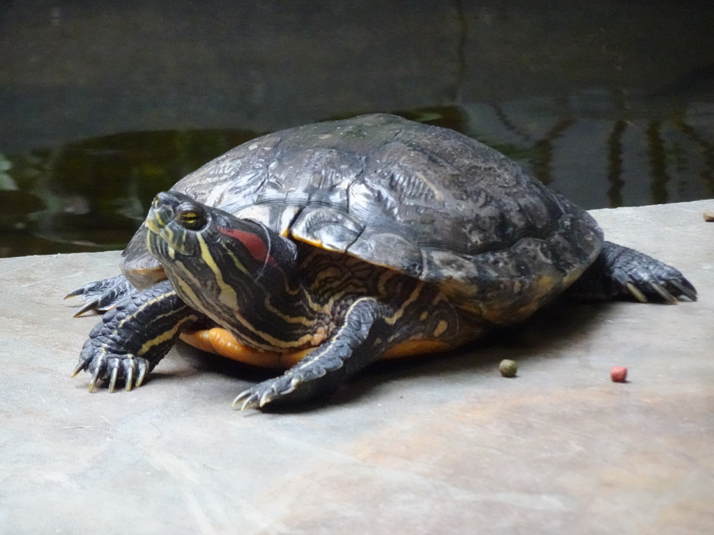 Red-eared Slider at the lower floor of the Reptielenhuis De Aarde zoo