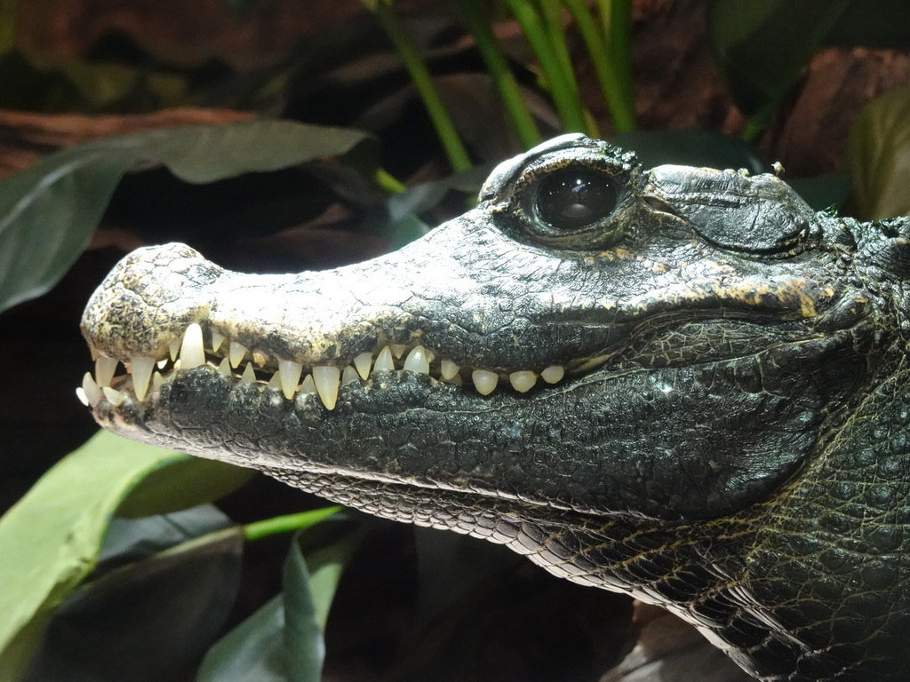 Head of a Cuvier`s Dwarf Caiman at the lower floor of the Reptielenhuis De Aarde zoo