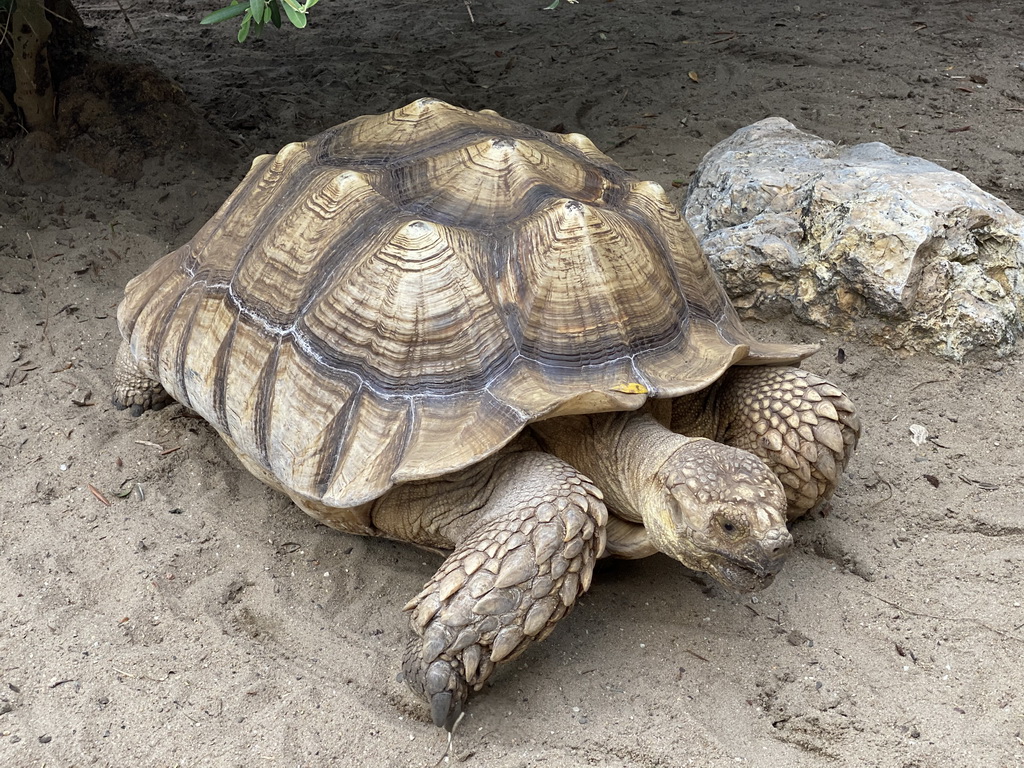 African Spurred Tortoise at the garden of the Reptielenhuis De Aarde zoo